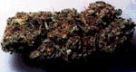 cannbud